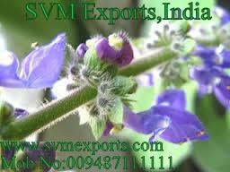 Coleus Forskohlii Exporters India